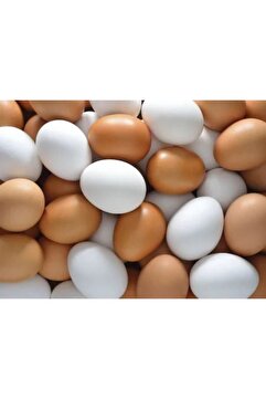 Genel Markalar Plastik 10 Adet Sahte Tavuk Yumurta