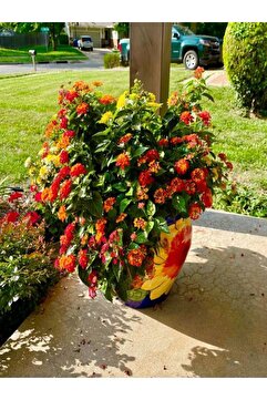 serada decor & plant Videolu Çalı Minesi Lantana Çiçeği (20 50 CM)1 Adet Saksılı Çiçekli Bodur Bitki Lantana Camara L.