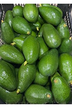 ARI ORGANIC Avokado 1kg taze hasat yerli avakado Anamur