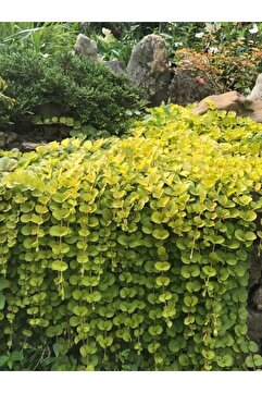Gardenbox Özel Tür Sarı çiçek Açan Sarı Kız Altın Kolye Çiçeğe 30-40cm Saksılı