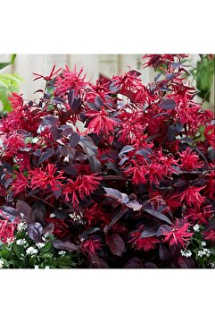 CC LOROPETALUM - PEMBE RÜYA ÇİÇEĞİ 70-100 Cm boyunda