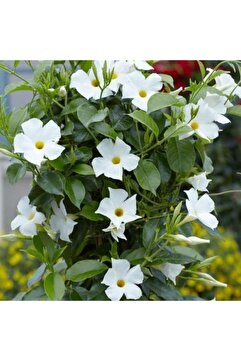 CC Mandevilla Çiçeği Sundavilla Mandavilla BEYAZ 50-70 CM Saksıda