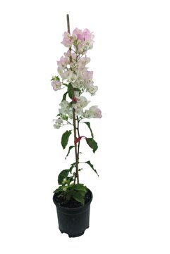 Bitkim Sende Avantajlı Begonvil Sarmaşığı - Beyaz (60-90CM) Bougainvillea