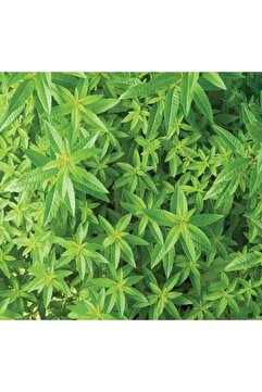 Bitkim Sende Limon Melisa Fidanı Saksılı 40 Cm - 60 Cm Çiçekli Mis Kokulu