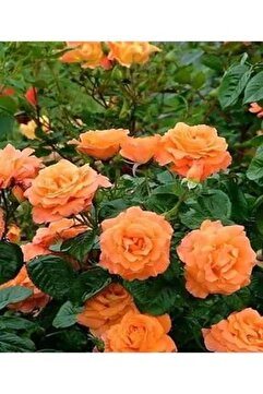 Gardenbox Videolu Yediveren Yavruağzı Katmerli Sarmaşık Gül Fidanı Saksılı 40-80cm (DOUBLE-LEAFED VİNE)