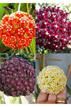 Yades 4 çeşit mum çiçeği (turuncu kırmızı mor ve sarı)
