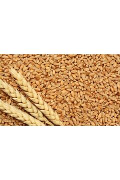 ME BUĞDAY İşlenmemiş Buğday 1 Kg Topraktan Halka