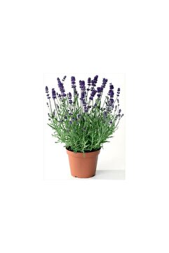 Genel Markalar Lavanta Çiçeği Fidanı 10-20 cm Lila