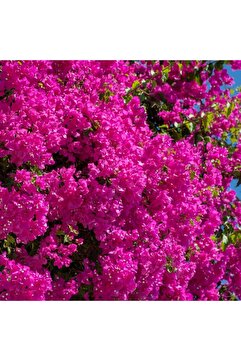 Fidanburada Pembe Begonvil Sarmaşığı (BOUGAİNVİLLEA)