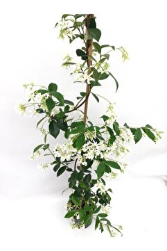 serada decor & plant Videolu Arap Yasemini Beyaz Kokulu (80 150 Cm) 1 Adet Saksılı Dış Mekan Bitkisi White Jasmine