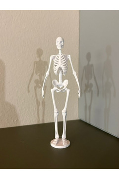 shop İnsan İskeleti Modeli - Biyoloji ve Anatomi Eğitimi için Mükemmel!