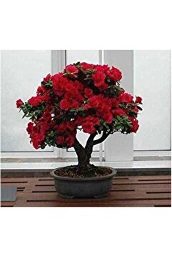 Genel Markalar Look Bodur Kırmızı Gül Bonzai Ağacı Tohumu 5 Adet Tohum Bonsai Ağacı Tohumu TH-0977964300091