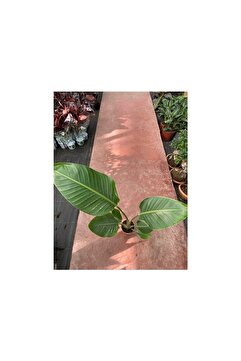 Taha Çiçekcilik Starliçe Cennet Kuşu Strelitzia Nicolai 60-90 Cm