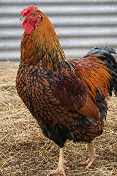 KARACAN SÜS TAVUKLARI VE YUMURTA 12 ADET GOLD LACED WYANDOTTE KULUÇKALIK YUMURTA