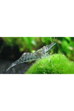 derlifbeysu yld Hayalet Karides 3 Adet 1- 1,5 Cm