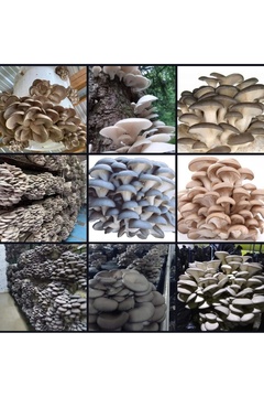 Tarımsal ve Hayvansal Ürünler 3000 Adet İstiridye Kavak Mantarı Tohumu+ Ekim Poşetleri+ Eğitim Kılavuzu+ Üzüm Fidanı Tohumu Hediye