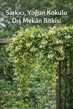 FİDEİSTE Hanımeli Bitkisi – Yoğun Kokulu, Sarılıcı, Dayanıklı Dış Mekân Bitkisi
