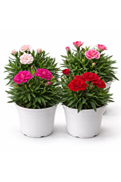 ERNAZ Kokulu Bodur Karanfil (Dianthus) 4 Adet 13 cm Saksı – Rastgele Renk | Kokulu Süs Bitkisi