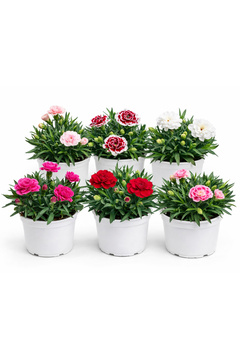 ERNAZ Kokulu Bodur Karanfil (Dianthus) 6 Adet 13 cm Saksı – Rastgele Renk | Kokulu Süs Bitkisi