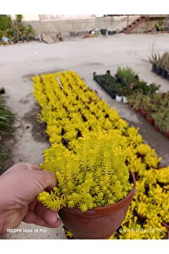 bitkidünyam Sarı Sedum Lemon Ball - Neon Sarı Canlı Sukulent - Yayılıcı ve Dayanıklı Bahçe Balkon Bitkisi