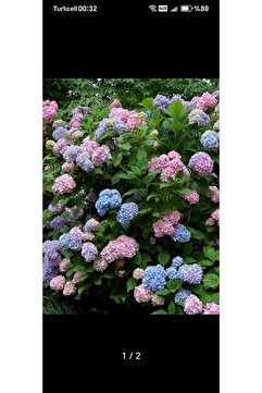FİDANKÖY Ortanca Fidanı Karışık Renk 10-20 cm