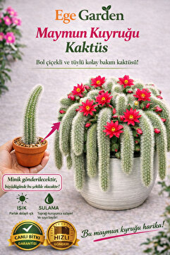 EGE GARDEN Maymun Kuyruğu Kaktüs (Tüylü – Sarkıcı) Bol Çiçekli Dekoratif kaktüs