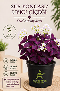 Gardenbox Süs Yoncası Uyku Çiçeği 1 ADET 20-30CM Salon Ofis Çiçeği