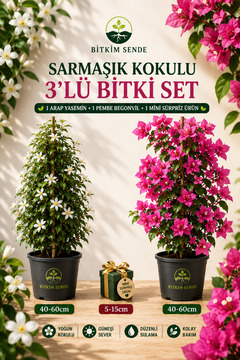 Bitkim Sende Arap Yasemini+ Pembe Begonvil+ Sürpiz Çiçek Fidanı Hediyeli