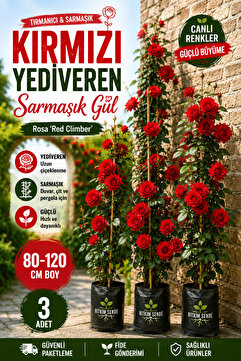 Bitkim Sende Videolu Kırmızı Yediveren Sarmaşık Kokulu 3 Adet Gül Fidanı Saksılı 80-160cm (CLİMBİNG ROSE)