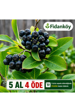 FİDANKÖY Aronya Fidanı Saksılı/tüplü nero