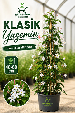 Gardenbox Mis Kokulu Klasik Yasemin Çiçeği 1 Adet Saksılı/Tüplü (30-60Cm) (Jasminum)