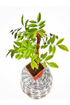 Fidanvar Mor Salkım Çiçeği Sarmaşık ( Wisteria Sinensis) 40-50 Cm