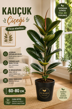serada decor & plant Avantajlı Saksılı/Tüplü Büyük Kauçuk Çiçeği Özel Çeşit 60-80 Fidanı