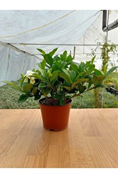 Ravza Çiçekçilik Gardenya Çiçeği Gardenia Jasminoides Fidanı 10-20 cm