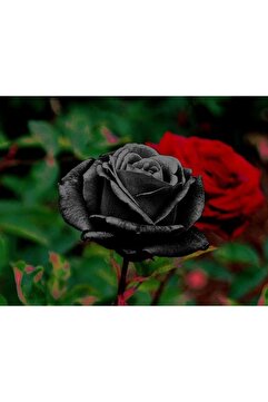 OLİMPOS TARIM 1 Adet Tüplü Gül Fidanı (SİYAH BEYAZ) 1 Yaşında En Az 15-20cm