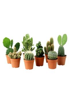 EGZOTİKBAHÇE Kaktüs 5 Adet Farklı Kaktüs Seti Cactus Teraryum Ev Ofis Bitkisi