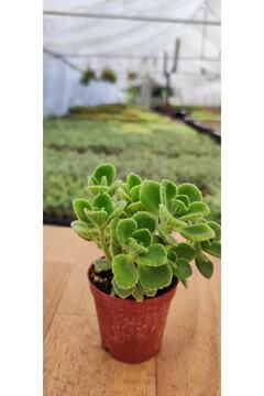 Ravza Çiçekçilik Plectranthus Tomentosa ( Kokulu Küba Kekiği ) ( 5.5 Cm Saksıda )