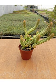 Ravza Çiçekçilik Crassulla Perforata 5,5 cm Saksıda