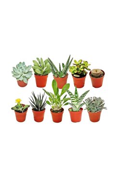 Wallstar Mini Sukulent Çeşitleri 10 Adet
