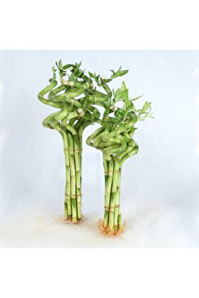 Dal Bambu Lucky Bamboo Şans Bambu 100 Cm 1 Adet Salon Bitkisi Ev Bitkisi Ofis Bitkisi