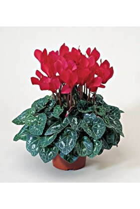 3 Adet Kırmızı Renkli Sıklamen Çiçeği Soğanı Kokulu