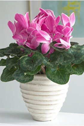 3 Adet Pembe Renkli Sıklamen Çiçeği Soğanı Kokulu