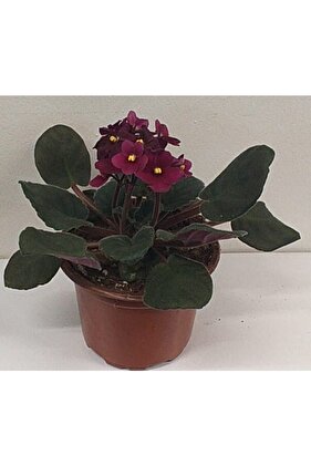 Menekşe (afrika Menekşesi)kırmızı Menkşe