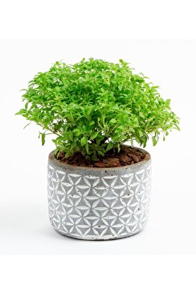 Reyhan Çiçeği Tohumu Top Reyhan Çiçeği Tohumu Fesleğen Tohumu 25 Adet Tohum