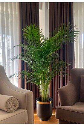 أصيص زهور دربوكة مقاس 35 × 30 سم - مزهرية ذهبية مزخرفة