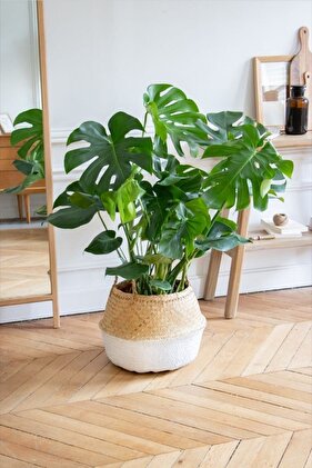 Monstera/deve Tabanı Dolgun Form