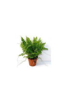 Love Stairs Seedling Aşk Merdiveni Fidanı Fujer Nephrolepis 10-20 cm