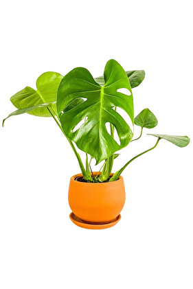 Deve Tabanı Terra Cotta Curvy Saksılı 30-40cm - Monstera Deliciosa