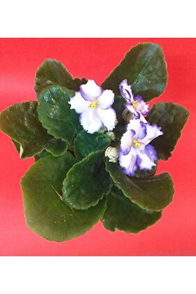 Afrika Menekşesi 15-20 Cm Büyüklüğünde