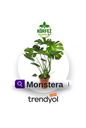 Deve Tabanı Bitkisi 60 80 cm Monstera Deliciosa Bitkisi Ev Bitkisi Ofis Bitkisi Salon Bitkisi